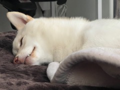 男色ディーノのゲイムヒヒョー ゼロ:第722回「相手のことを分かろうとする心」