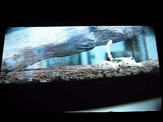 Bug Snuff Films