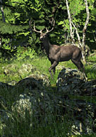 The Hunter