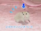 ハムスターチャンネル