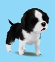 画像集#002のサムネイル/ピンクのパンダ?ボタンペンギン?「ペットショップ物語DS 2」,赤ちゃんペットが生まれる「お見合い」や世話の内容を知っておこう