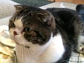 マフィア梶田の二次元が来い!:第4回:「ハチミツとクローバーなストリートファイターが抱くルサンチマン」