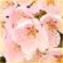 画像集#001のサムネイル/「Mr.CEO」，お花見イベントを開催。「桜花」の所持数を競うランキングも