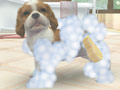 トイ・プードルか柴犬か。最初に飼う子犬はどれにする? 「nintendogs + cats」の公式サイトで3種類のパッケージ詳細が明らかに