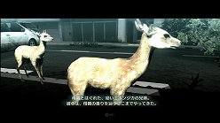 画像集#003のサムネイル/母親とはぐれた小鹿や家族を守るライオンの運命はいかに。「TOKYO JUNGLE」の過酷な環境を生きる動物達のストーリーを紹介