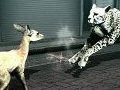 母親とはぐれた小鹿や家族を守るライオンの運命はいかに。「TOKYO JUNGLE」の過酷な環境を生きる動物達のストーリーを紹介