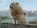 「TOKYO JUNGLE」のテレビCM「地獄動物園」篇が公開に。もしかしたら,本当にポメラニアンが頂点に立っちゃうかも?