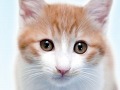 2匹の猫ちゃん達の仕草がキュートすぎ。「かわいい子猫DS3」の公式サイトが正式オープン