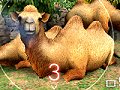 動物との絆を深めて動物園を大きくしよう。マーベラスエンターテイメント,ニンテンドー3DS用ゲーム「アニマルリゾート(仮)」を2011年春発売