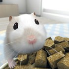 HamTouch!
