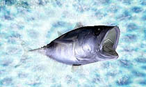 画像集#005のサムネイル/マーベラスエンターテイメント,3DS専用タイトル「Fish Eyes 3D」を2011年6月23日に発売。3D立体視で,さらにダイナミックになった釣りが楽しめる
