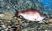 画像集#008のサムネイル/マーベラスエンターテイメント,3DS専用タイトル「Fish Eyes 3D」を2011年6月23日に発売。3D立体視で,さらにダイナミックになった釣りが楽しめる