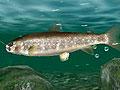 マーベラスエンターテイメント,3DS専用タイトル「Fish Eyes 3D」を2011年6月23日に発売。3D立体視で,さらにダイナミックになった釣りが楽しめる