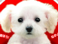 ペット育成シミュレーション「かわいい仔犬3D」が12月15日発売。ミニチュアダックスフンドやトイプードルなど12犬種と一緒に遊べる