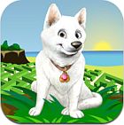 Cool Dog