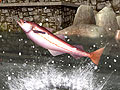 「Fish Hunt 世界を釣れ!」,明日からのオープンサービスを控えて,最新釣りスポットの情報を公開