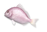 画像集#015のサムネイル/「Fish Hunt 世界を釣れ！」の正式サービスが本日スタート。上級者向けの魚「ハイエンドフィッシュ」が実装されたほか，有料アイテムの販売も開始