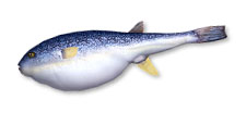 画像集#016のサムネイル/「Fish Hunt 世界を釣れ！」の正式サービスが本日スタート。上級者向けの魚「ハイエンドフィッシュ」が実装されたほか，有料アイテムの販売も開始
