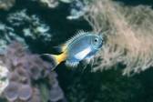 画像集#009のサムネイル/「Fish Hunt」に東南アジアの釣り場第2弾「プーケット」などが明日実装