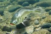 画像集#017のサムネイル/「Fish Hunt」に東南アジアの釣り場第2弾「プーケット」などが明日実装