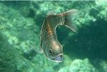 画像集#014のサムネイル/「Fish Hunt 世界を釣れ!」,新たな釣り場として地中海エリアに「ナイル川」が追加。SSコンテストやギルド対抗イベントも