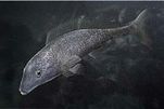 画像集#015のサムネイル/「Fish Hunt 世界を釣れ!」,新たな釣り場として地中海エリアに「ナイル川」が追加。SSコンテストやギルド対抗イベントも