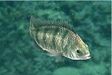 画像集#017のサムネイル/「Fish Hunt 世界を釣れ!」,新たな釣り場として地中海エリアに「ナイル川」が追加。SSコンテストやギルド対抗イベントも