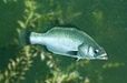 画像集#018のサムネイル/「Fish Hunt 世界を釣れ!」,新たな釣り場として地中海エリアに「ナイル川」が追加。SSコンテストやギルド対抗イベントも