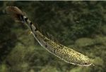 画像集#019のサムネイル/「Fish Hunt 世界を釣れ!」,新たな釣り場として地中海エリアに「ナイル川」が追加。SSコンテストやギルド対抗イベントも