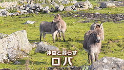 #004Υͥ/ޤ䥮ġĤФ䡪Τ褦ǤϤʤư֥ФǤפ