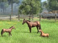 「Winning Post 8」,シリーズ初の3Dで描かれる牧場施設の詳細が公開。プレイスタイルに合わせた牧場作りが楽しめる