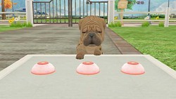 画像集#005のサムネイル/「てのひらワンコ」，ゲーム内で手に入るコインや経験値を大幅にアップ