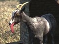 人間どもを蹴散らすヤギが主役。Coffee Stain Studiosが狂気の新作「Goat Simulator」の制作を発表