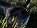 ヤギが主人公という「Goat Simulator」のローンチトレイラーが公開に。この逆再生は,あの話題トレイラーのパロディなのか?