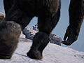 「ファークライ4」最新DLC「イェティの谷」の国内配信が発表。Xbox One版が3月10日,PS4版とPS3版が3月11日より配信