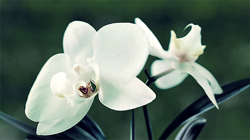 PollenTeaser Trailer