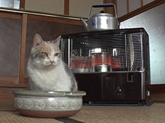 実写映画「ねこあつめの家」に出演する“タレント猫”の秘蔵写真100枚が一挙公開に
