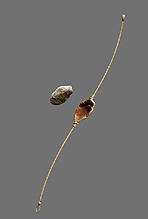 画像集 No.006のサムネイル画像 / 石器時代を舞台にした「ファークライ プライマル」,プレイヤーが作れる武器や道具といったクラフト要素の詳細が公開