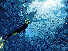 DMM GAMES,「ABZÛ」と「Brothers: A Tale of Two Sons」の配信を本日スタート。505 Gamesのタイトルを,今後もぞくぞく配信予定