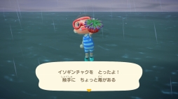 画像集#013のサムネイル/「あつまれ どうぶつの森」で海開き! 島の周囲の海を泳げる新バージョンで海水浴を楽しんだ