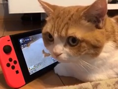 Nintendo Switch「LITTLE FRIENDS -DOGS & CATS-」が本日リリース。インスタで大人気の兄妹猫「茶太郎・きなこ」による体験動画も公開