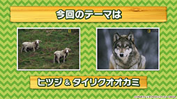 画像集 No.010のサムネイル画像 / アプリ版「けもフレ3」に登場する「タイリクオオカミ」「ヒツジ」の詳細や,アニメ「ちょこけも」の新章が公開に。公式生放送で発表された最新情報を一挙掲載