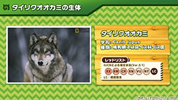 画像集 No.013のサムネイル画像 / アプリ版「けもフレ3」に登場する「タイリクオオカミ」「ヒツジ」の詳細や,アニメ「ちょこけも」の新章が公開に。公式生放送で発表された最新情報を一挙掲載