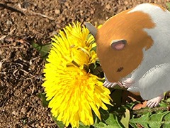 スマホ向けハムスター飼育アプリ「なまはむ」の正式サービスが開始。自分だけのハムスターを心ゆくまで可愛がろう