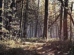 魔女伝説の残るブラックヒルズの森を高解像度で堪能できる,「Blair Witch」の最新トレイラー公開