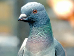 ハトになれるシミュレータ「Pigeon Simulator」の制作をBossa Studiosが発表。ハトの暮らしを紹介するトレイラーも公開
