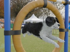 PC向け愛犬育成シミュレーション「Dog Trainer」が配信決定。トレーニング風景を収録したティザートレイラーを公開