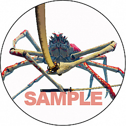 #006Υͥ/֥˥Υ -Fight Crab-סŵϡ֥ꥸʥ륵ȥססŹŵ