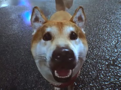 「GhostWire: Tokyo」の最新ムービー公開。三上真司氏による“重大発表”は……犬?