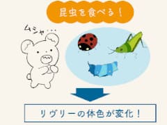 図説:リヴリーとファッションと箱庭。不思議なペットを箱庭で育成する「リヴリーアイランド」がイラスト付きの画像でまるわかりになる記事